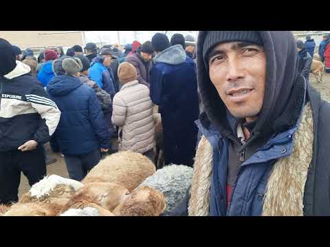 Видео: мол бозори Зафаробод, буз, гуспанд, барра, бузғола #зафаробод #таджикистан #топ #rek #2025 #