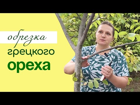 Видео: ФОРМИРОВКА и ОБРЕЗКА грецкого ореха