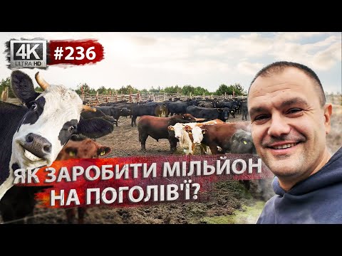 Видео: Залаштунки роботи керівника📝Поповнення поголів'я🐮Випас чи ферма?