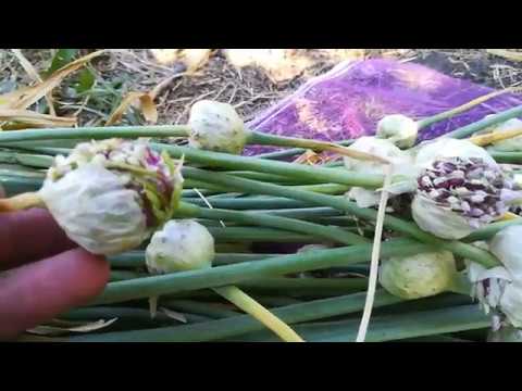 Видео: Как правильно собрать и дозарить воздушку(бульбочку)чеснока