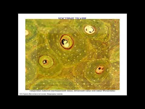 Видео: Костная ткань, описание гистологических препаратов