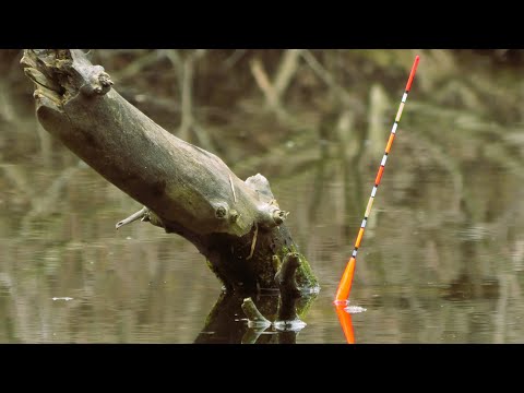 Видео: Нарешті ПОПЛАВОК! КАРАСЬ КЛЮЄ ДУПЛЄТАМИ!!!