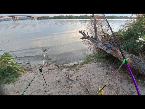 Видео: Рыбалка Днепр. Карась клюёт на всё.