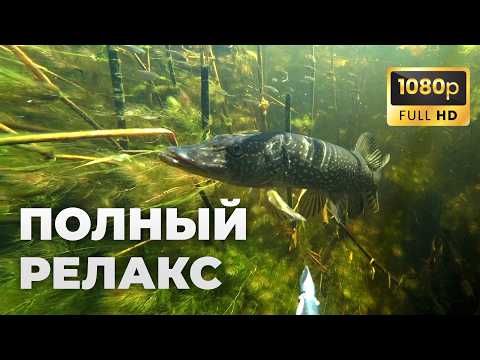 Видео: 20 минут подводной охоты под расслабляющую музыку