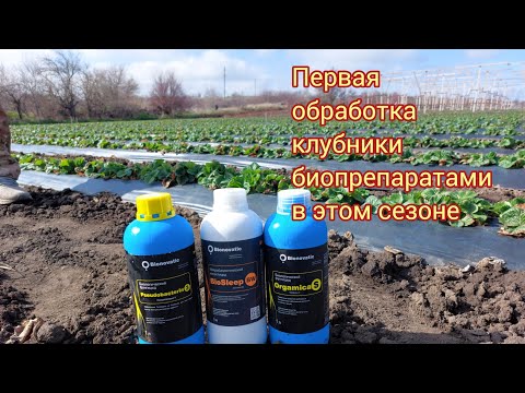 Видео: Работа по землянике садовой биопрепаратами