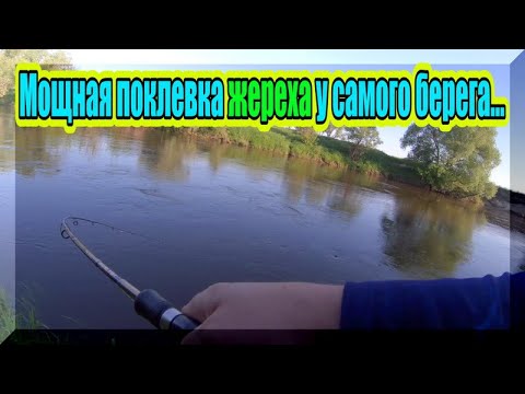 Видео: Наловил оборзевших жерехов. Неужели все дело в крючках... Жерех на спиннинг. Рыбалка на малой реке.