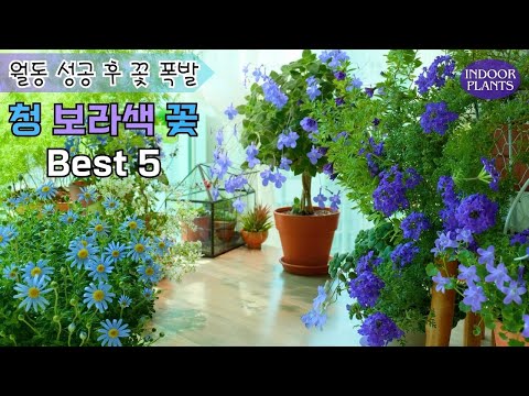 Видео: [4K] ЛУЧШИЕ 5 сине-фиолетовых цветов, которые цветут все времена года по выгодной цене