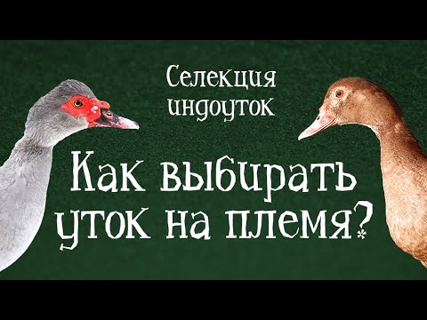 Видео: ЧТО ТАКОЕ СЕЛЕКЦИЯ И С ЧЕМ ЕЁ ЕДЯТ? - Селекция индоуток - Содержание и разведение мускусных уток