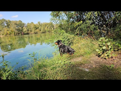 Видео: Старичёк 🐕