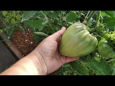 Видео: 14 июля 2023 г. Дача. Обзор огорода без предварительной подготовки. Как есть.