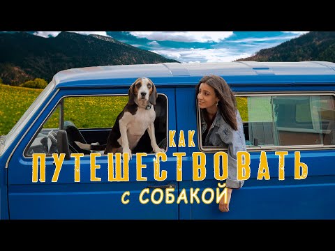 Видео: 11 ПРАВИЛ ПУТЕШЕСТВИЯ С СОБАКОЙ / Документы / Что взять в дорогу