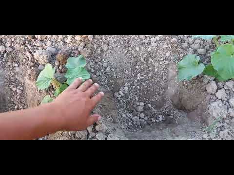 Видео: 2023. 06.09. тарвуз ковунлар такалаш жараёни.