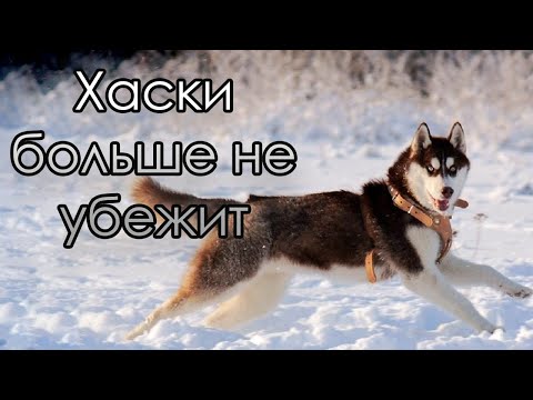 Видео: Хаски Больше не Убежит - Что Делать, если Собака Убегает от хозяина
