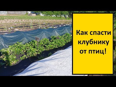 Видео: Как спасти клубнику от птиц!