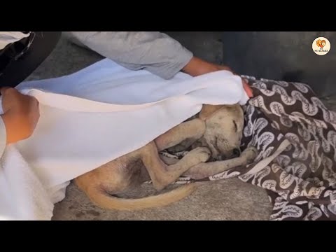 Видео: Нелюбимый с рождения, он молча плакал, когда ему досталось первое тёплое одеяло.