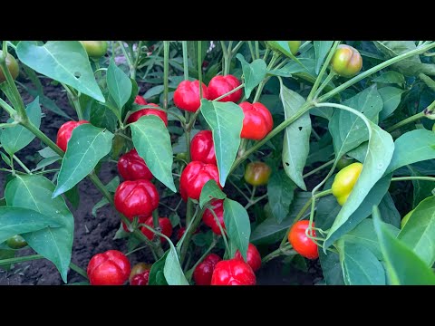 Видео: Супер урожайные Перцы Мини!!!!!!! Такого урожая вы ещё не видели😉!!!!!