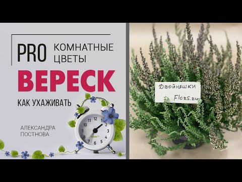 Видео: Вереск - растение для дома или исключительно для сада? Сложный или простой в уходе цветок?