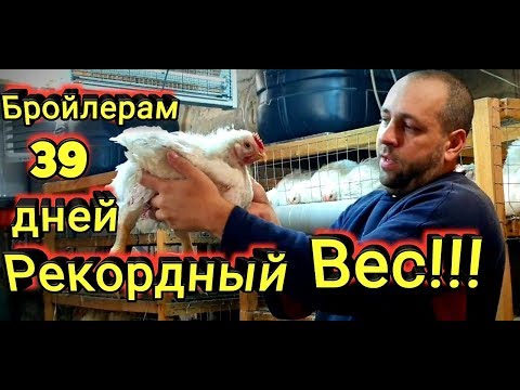 Видео: Бройлеры 39 дней Рекордный Вес!!! Выращивание в Клетках