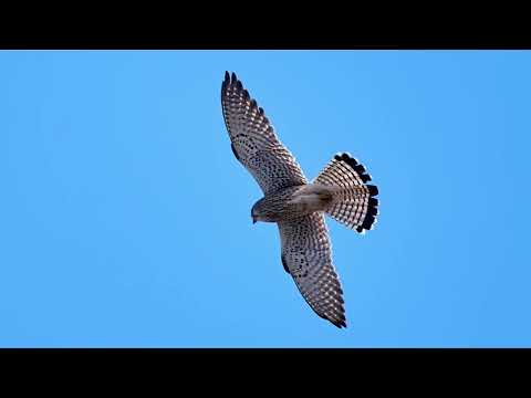 Видео: Вещание Гамаюна 8 Обыкновенная пустельга