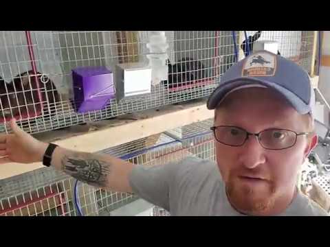 Видео: Быстрая и простая чистка клетки для кроликов - клетка для кроликов без запаха!!!