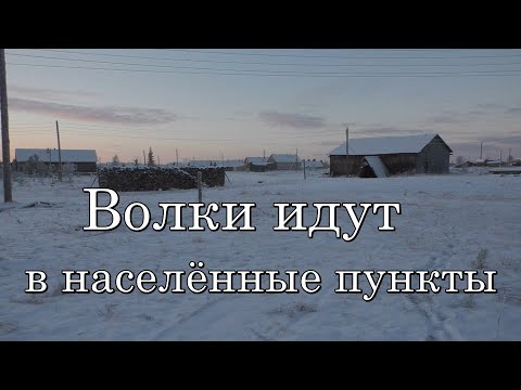 Видео: Волк пришёл в деревню