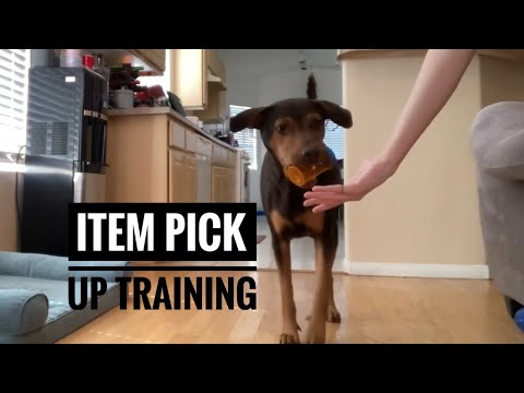Видео: Как научить собаку подбирать предметы