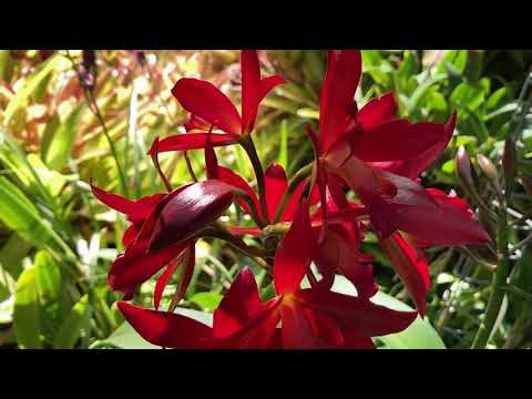 Видео: Новая Каттлея Огонь! 💥 One More Unique Cattleya / Ctt. Chocolate Drop Hybrid.