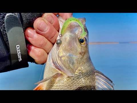 Видео: Ловим КРУПНОГО ОКУНЯ и СУДАКА на БЮДЖЕТНЫЙ ЛАЙТ!!!