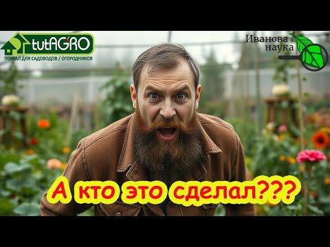 Видео: ЭТО ЧТО ЖЕ Я НАДЕЛАЛ! Как такое можно было сделать, да ещё ОСЕНЬЮ! Зато ни слизней, ни проволочника!