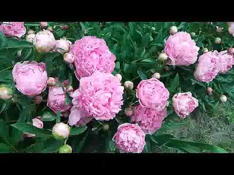 Видео: Роскошные пионы