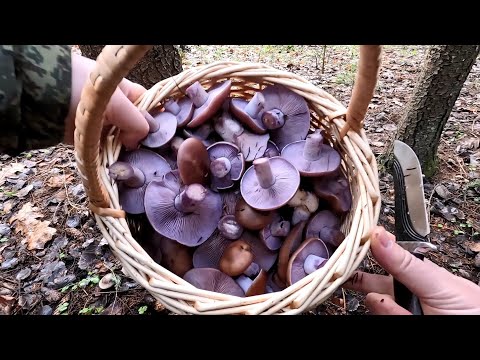 Видео: ❗ ГРИБ на ГРИБЕ, ВЕСЬ ЛЕС в ГРИБАХ!👉РЯДОВКА ФИОЛЕТОВАЯ и ГОВОРУШКА ДЫМЧАТАЯ ЗАХВАТИЛИ ПОДМОСКОВЬЕ!