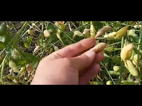 Видео: как собрать семена редьки