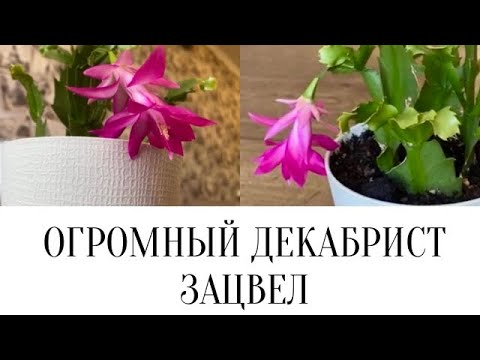 Видео: 🌸ОГРОМНЫЙ ДЕКАБРИСТ ЗАЦВЕЛ/МОЯ КОЛЛЕКЦИЯ ДЕКАБРИСТОВ/ШЛЮМБЕРГЕРА УСЕЧЕННАЯ🌸