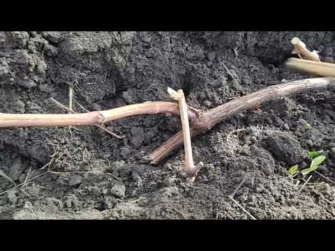 Видео: Укрытие винограда на зиму (для начинающих)