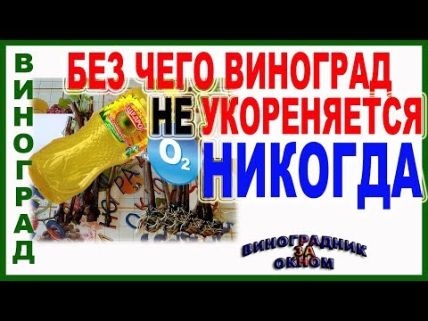 Видео: 🍇 Без этого виноград никогда не укоренится. Как кислород  влияет на укоренение черенков винограда?