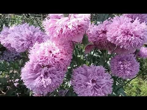 Видео: Мойте прекрасни МАКОВЕ