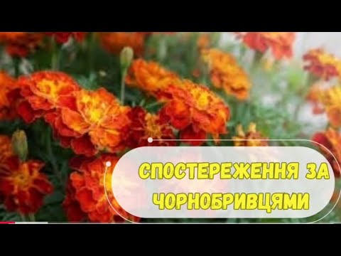 Видео: Спостереження за чорнобривцями