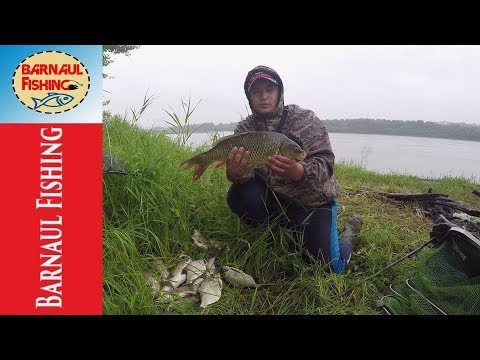 Видео: ААА... ЭТО ОН!!!! РЫБАЛКА НА ОБИ. САЗАН. СУДАК, ЛЕЩ