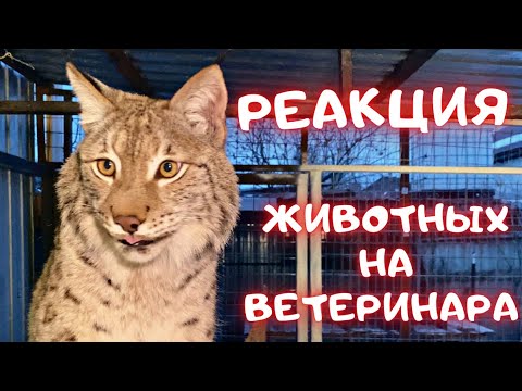Видео: Реакция животных на ветеринара и прививки