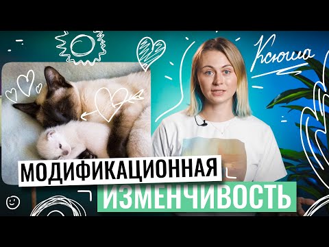 Видео: Биология ЕГЭ | Модификационная изменчивость | Напольская Ксения