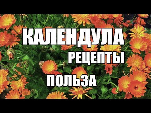 Видео: Календула Применение ,польза,рецепты из календулы