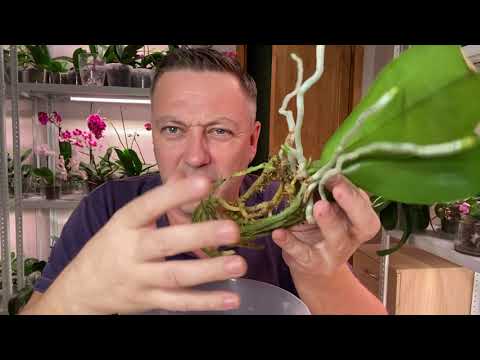 Видео: МЕЧТАЛ ОРХИДЕИ ПОСАДИТЬ в ЭТО подробная пересадка ТРЁХ орхидей в