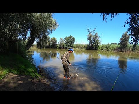 Видео: РЕАЛЬНЫЙ КЛЁВ В ЖАРУ +50°С. РЫБАЛКА В ДЕЛЬТЕ ВОЛГИ. Ловля сазана на макуху, макушатник, жмых.