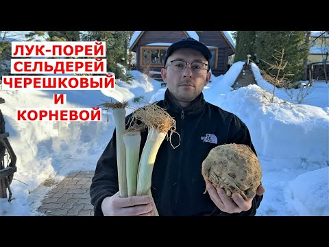 Видео: Как сохранить сельдерей, лук порей свежими зимой