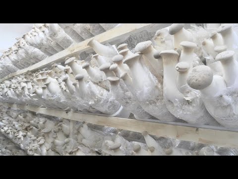 Видео: Опыт выращивания Эринги в домашних условиях от нашего клиента. 1-я часть