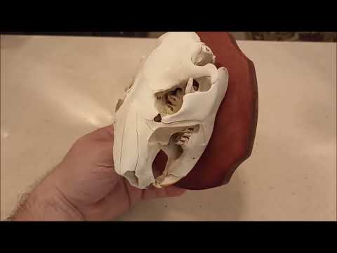 Видео: Медальон "Череп бобра" / The Beaver Skull Medallion