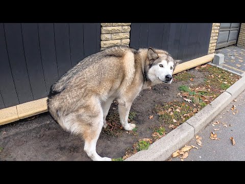 Видео: ПОТЕРЯЛАСЬ СОБАКА / НАШЛИ ИСПУГАННОГО МАЛАМУТА