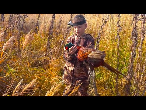 Видео: ОХОТА НА ФАЗАНА С ЛЕГАВОЙ В КРАСИВЫХ МЕСТАХ !!! 2021 !!!