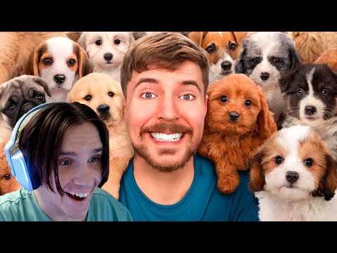 Видео: Я Спас 100 Брошенных Собак! ( MrBeast ) Реакция