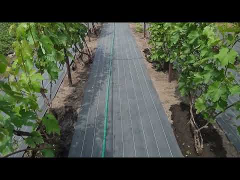 Видео: Цветение винограда не сегодня,так завтра. Чем кормить и чем обработать виноград до цветения.